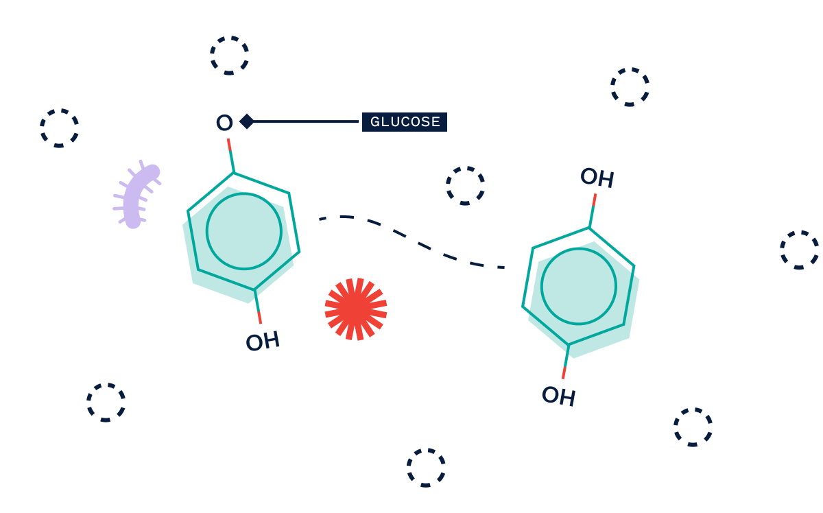 Arbutin converts to Hydroquinone in the skin???