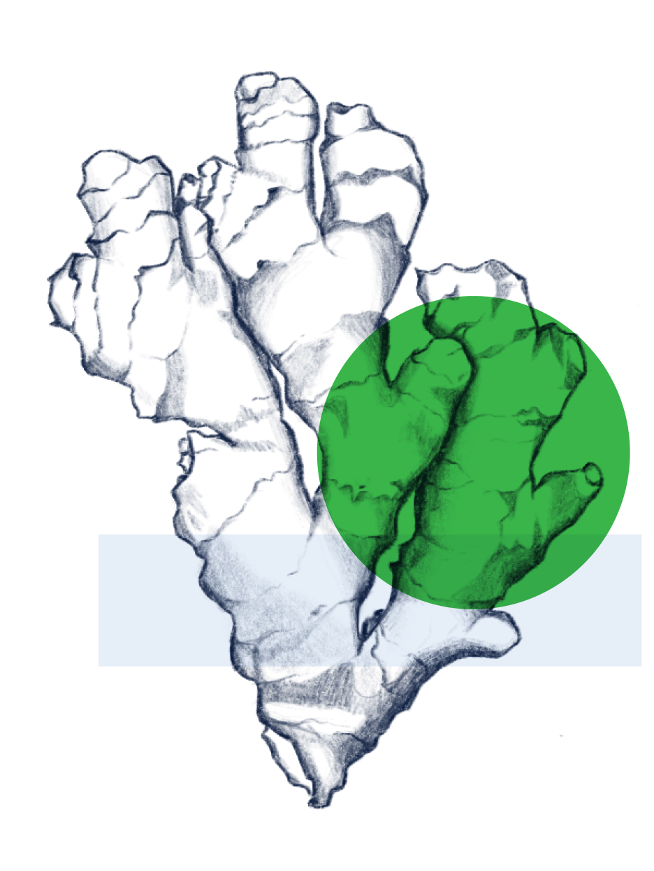 Acetyl Zingerone