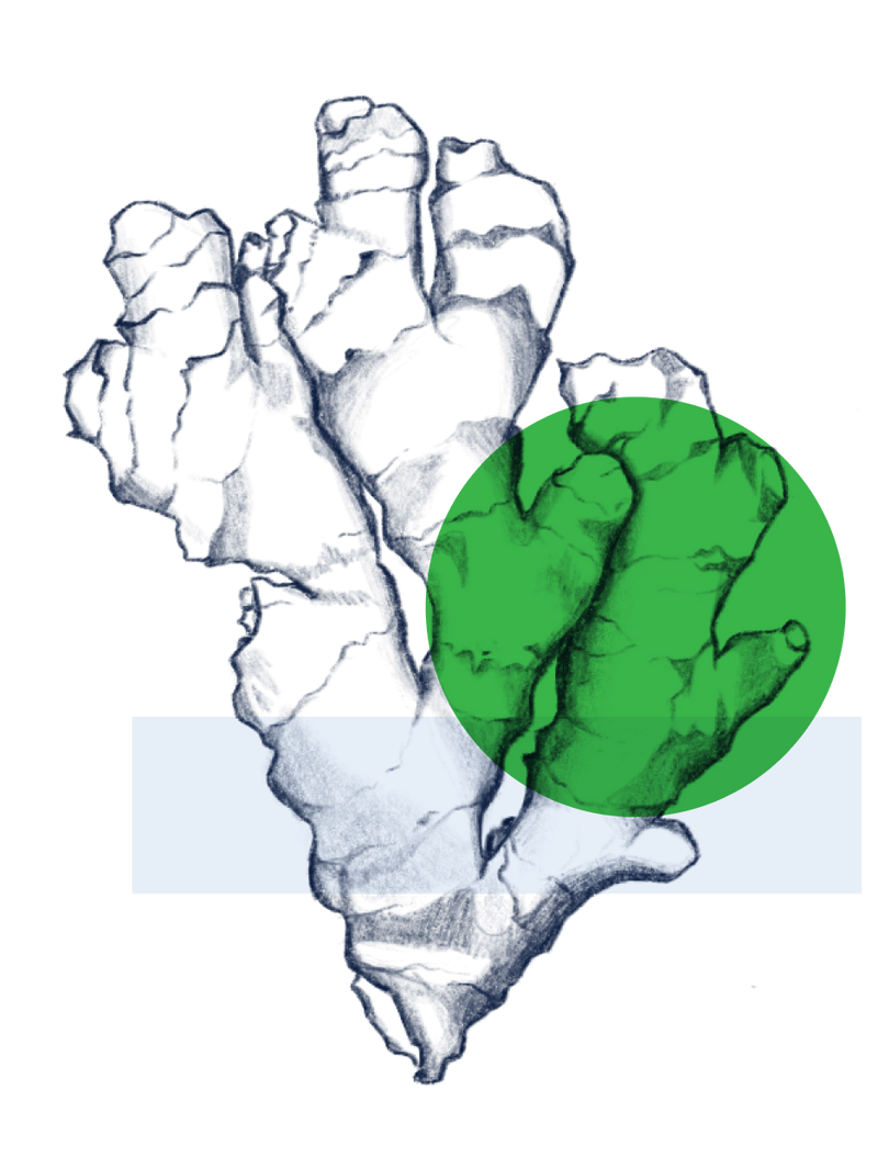 Acetyl Zingerone
