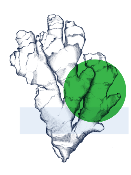 Acetyl Zingerone – Regimen Lab