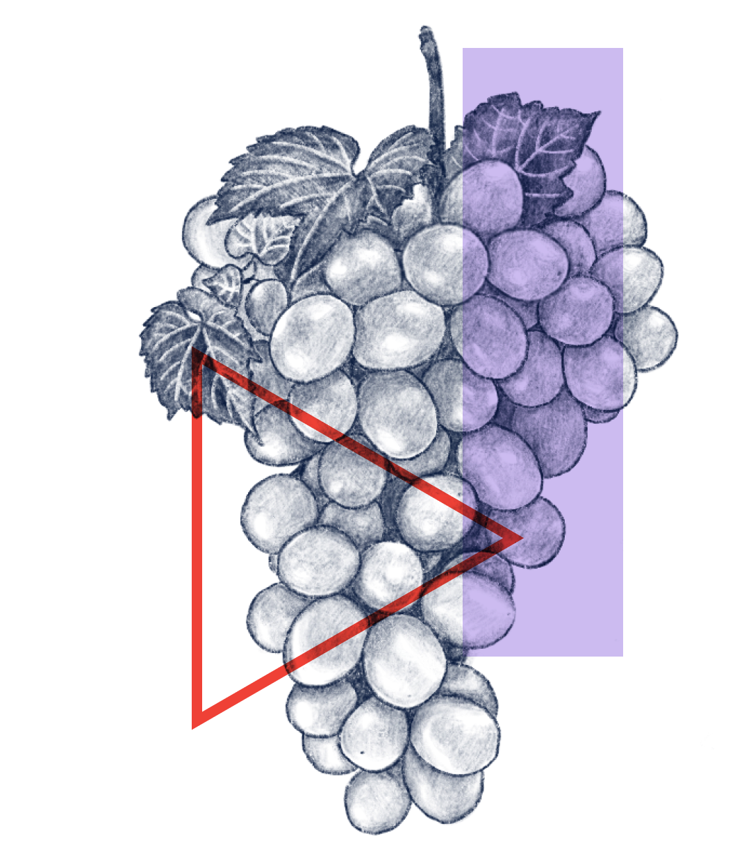 Resveratrol